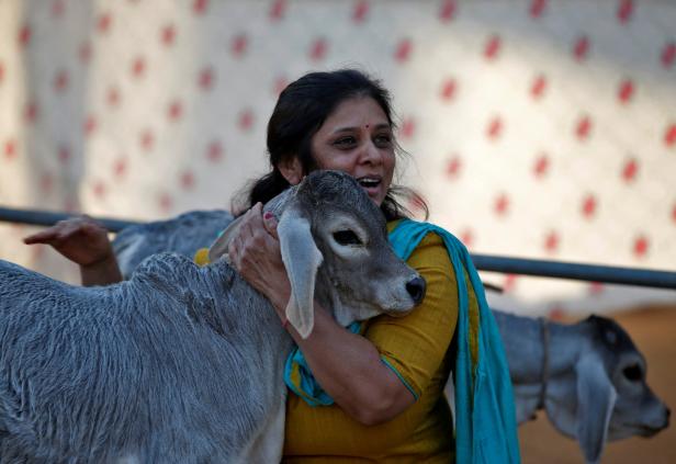 Indien: Kuh-Umarmungstag als Valentinstag-Boykott