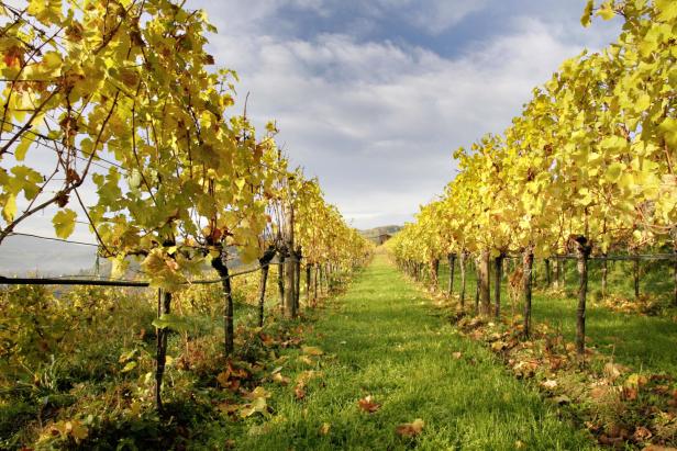 Ein Weinberg mit gelben Blättern im Herbst.