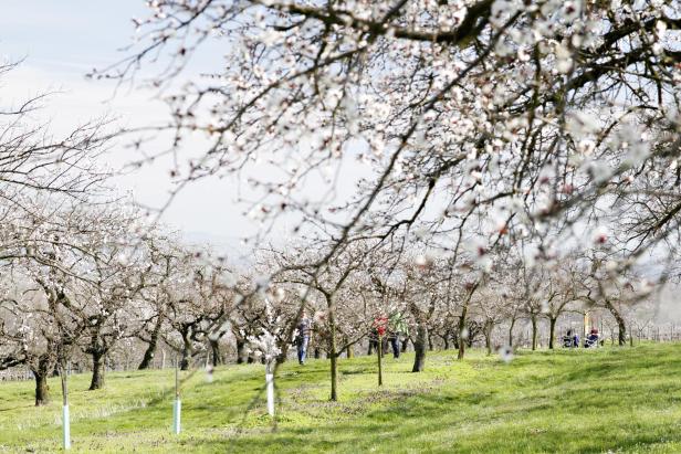 Ein blühender Obstgarten mit Menschen im Hintergrund.
