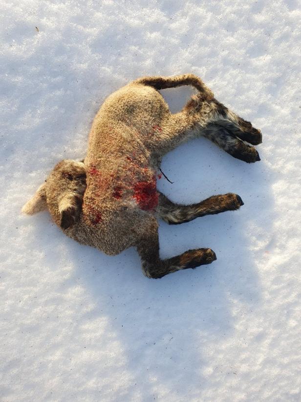 Tote und verletzte Schafe: Erneut Verdacht auf Wolfsrisse in NÖ