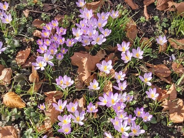 Blühendes Wien: Wenn im Februar der Frühling kommt