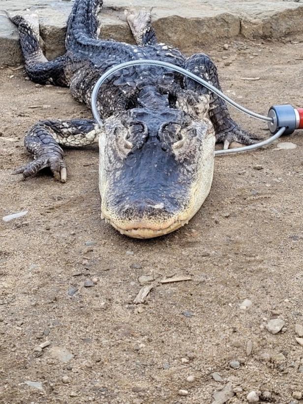New York: Alligator in Park eingefangen