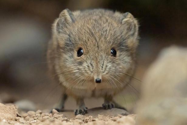 So groß wie ein Tennisball: Rüsselspringer-Nachwuchs in Schönbrunn