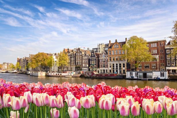 Im Vordergrund pinke und rote Tulpen, dahinter Kanal und Häuser in Amsterdam