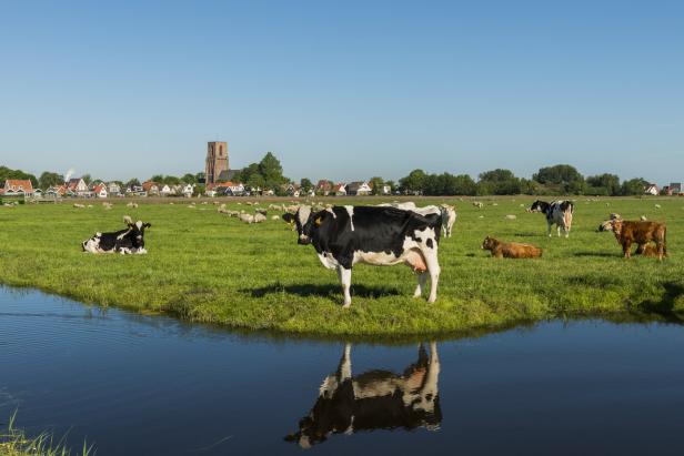 Kühe und Schafe grasen auf einer grünen Wiese mit einem Dorf im Hintergrund.