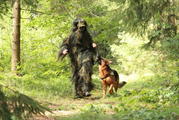 Rettungshunde durchforsteten Waldviertler Wälder