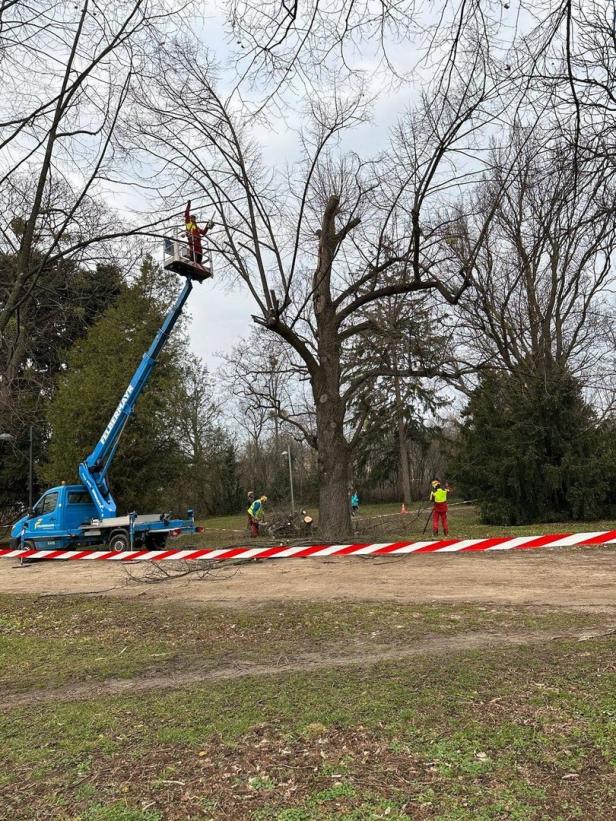 Baumfällungen im Auer-Welsbach-Park: "Um 6 Uhr wurde gefällt"