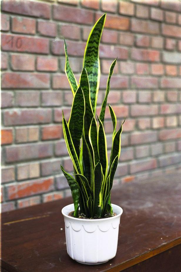 Eine Zimmerpflanze, ein Sansevieria, steht in einem weißen Topf vor einer Ziegelwand.