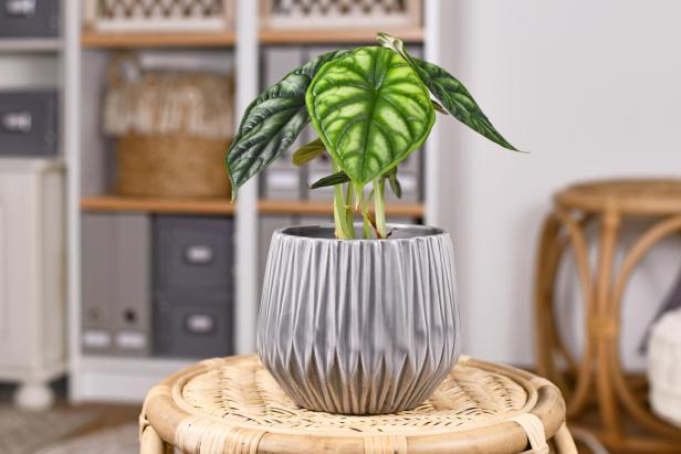 Eine Alocasia Dragon Scale in einem grauen Topf auf einem Rattanhocker.