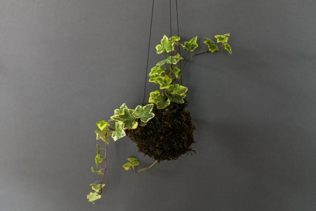 Ein hängender Kokedama mit Efeu vor einem grauen Hintergrund.