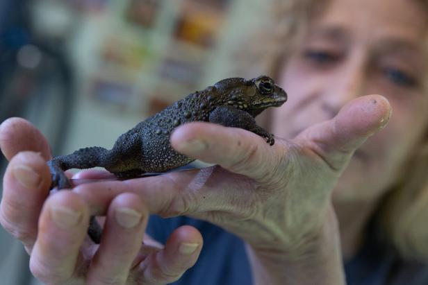 Ein Tierheim nur für Reptilien: Zu Besuch bei Pracht-Echsen-Plaren