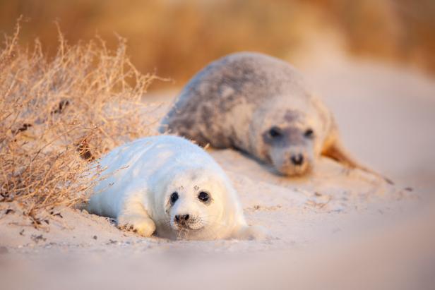 Die Friesischen Inseln - Ein stürmisches Paradies Kegelrobben: Guter Winter für Jungtiere an der Nordseeküste