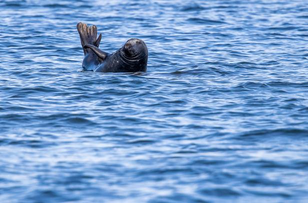 Mehr Kegelrobben an der Küste von MV Kegelrobben: Guter Winter für Jungtiere an der Nordseeküste