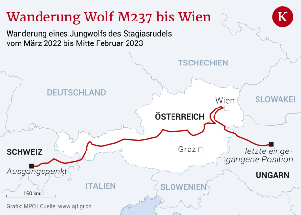 Schweizer Wolf wanderte bis nach Wien und tappte in Fotofalle