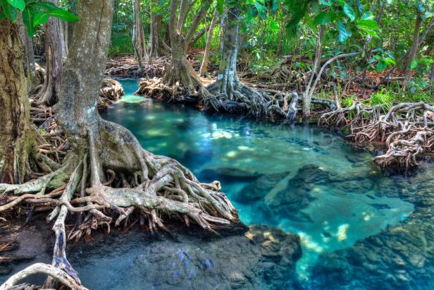 Klares, türkisfarbenes Wasser fließt durch einen Wald mit freiliegenden Baumwurzeln.