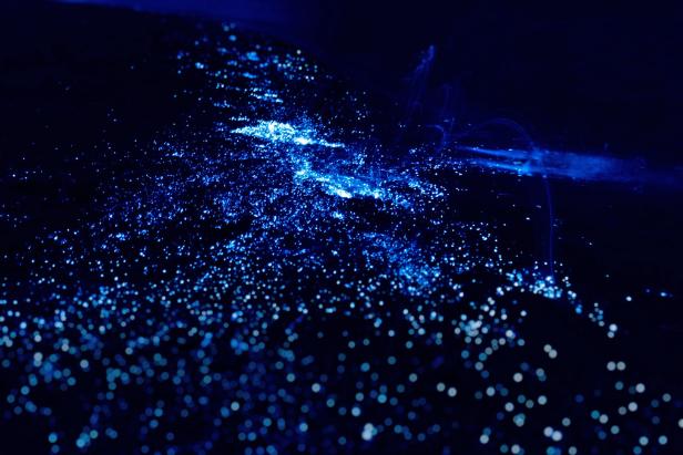 Blau leuchtende Biolumineszenz im dunklen Wasser.