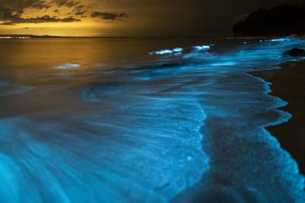 Blau leuchtende Biolumineszenz an einem dunklen Strand bei Nacht.