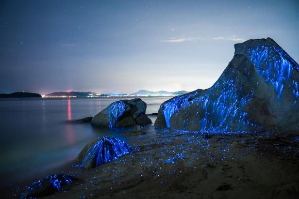 Blaue Biolumineszenz erhellt Felsen an einem Strand bei Nacht.