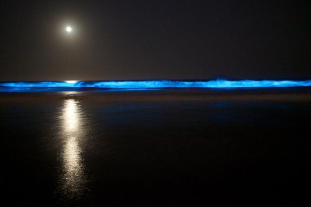 Mondlicht erhellt einen Strand, dessen Wellen blau leuchten.