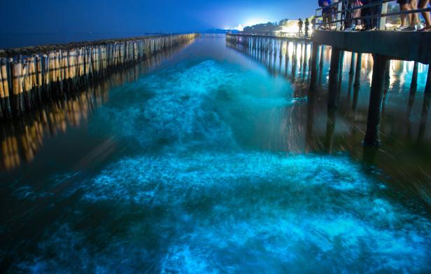 Biolumineszenz erhellt das Wasser unter einem Pier bei Nacht.