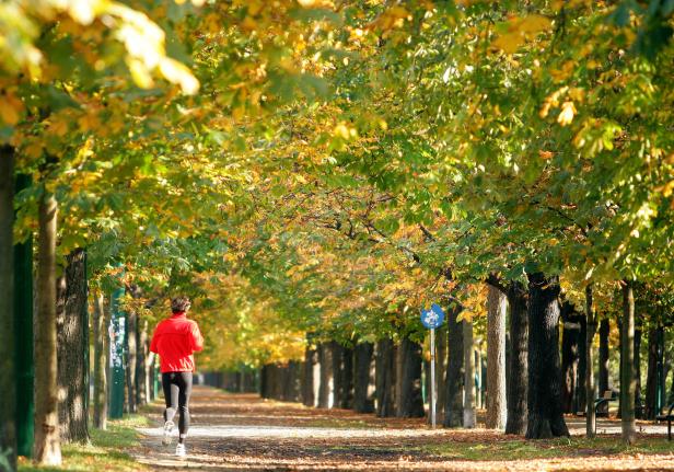 Eine Frau joggt in roter Jacke durch eine Allee im Herbst.