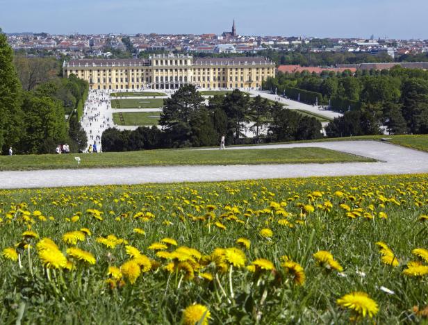 Blick auf Schloss Schönbrunn in Wien von einem Hügel mit blühenden Löwenzahnblumen.