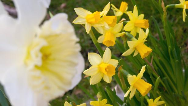 Blumen fürs Frühjahr