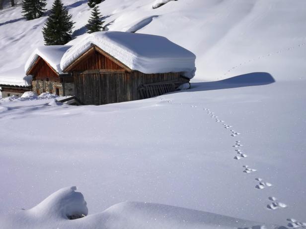 Tiefschnee-Safari im Nationalpark: Warum Gämsen keinen Pulverschnee mögen