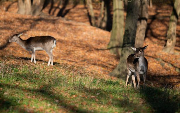 Zwei Rehe stehen in einem herbstlichen Wald.