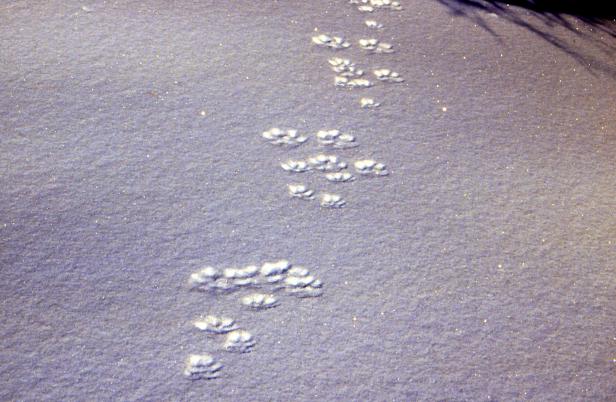 Tiefschnee-Safari im Nationalpark: Warum Gämsen keinen Pulverschnee mögen