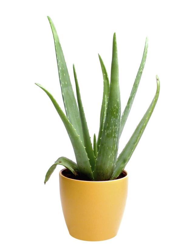 Eine Aloe Vera Pflanze in einem gelben Topf.