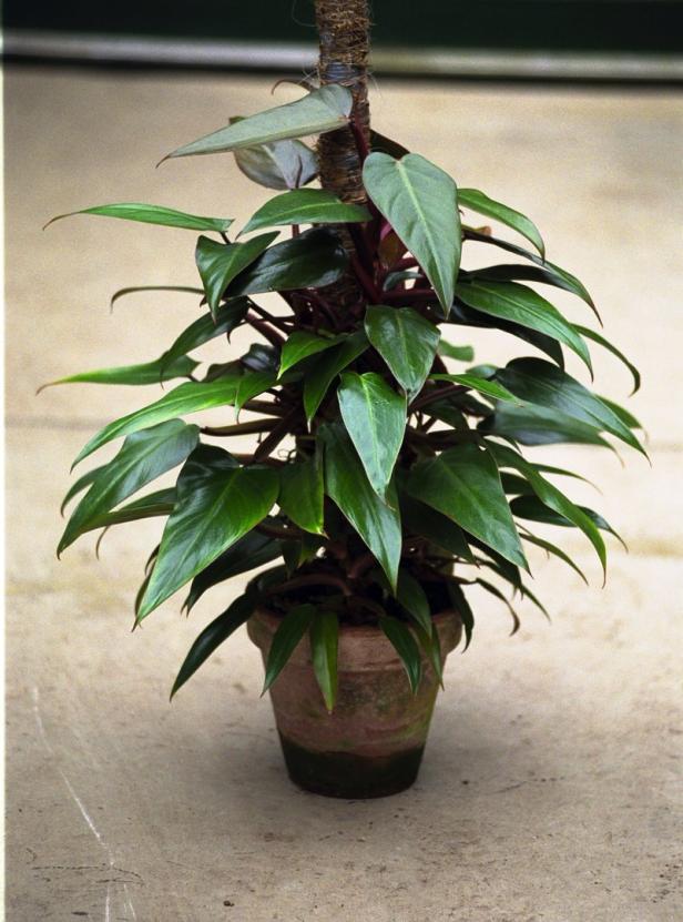 Ein Philodendron klettert an einem Moosstab in einem Terrakottatopf hoch.