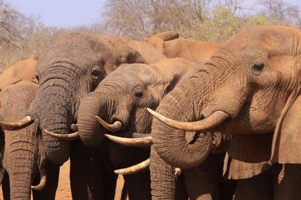 Kenia: Einmal Safari mit viel achtsam bitte!