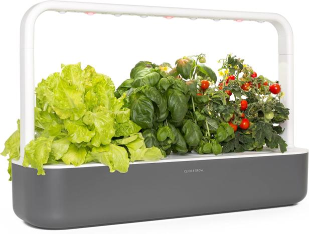 Ein „Click & Grow“-System mit Salat, Basilikum und kleinen Tomatenpflanzen.
