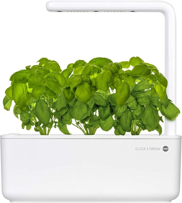 Basilikum wächst in einem weißen „Click & Grow“-Garten mit integrierter Beleuchtung.