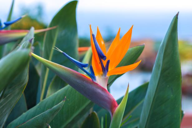 Eine Paradiesvogelblume mit orangefarbenen und blauen Blütenblättern.
