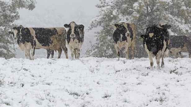 Kühe am Mittwoch auf einer schneebedeckten Weide im Westerwald Eine Gruppe Kühe steht auf einer schneebedeckten Weide.