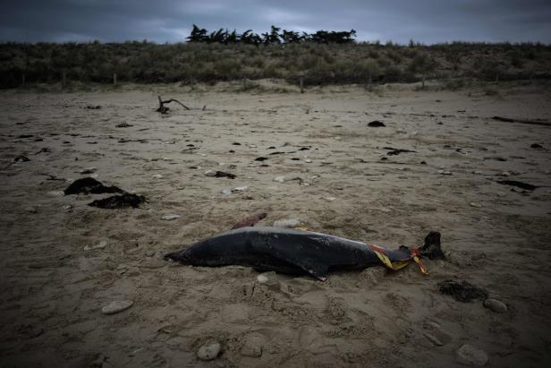 Über 900 tote Delfine an französischer Atlantikküste angespült