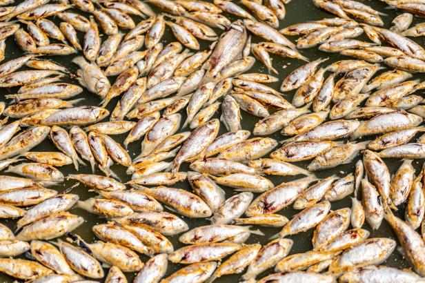 Dead fish have washed up in a series of mass kills caused by floods and hot weather