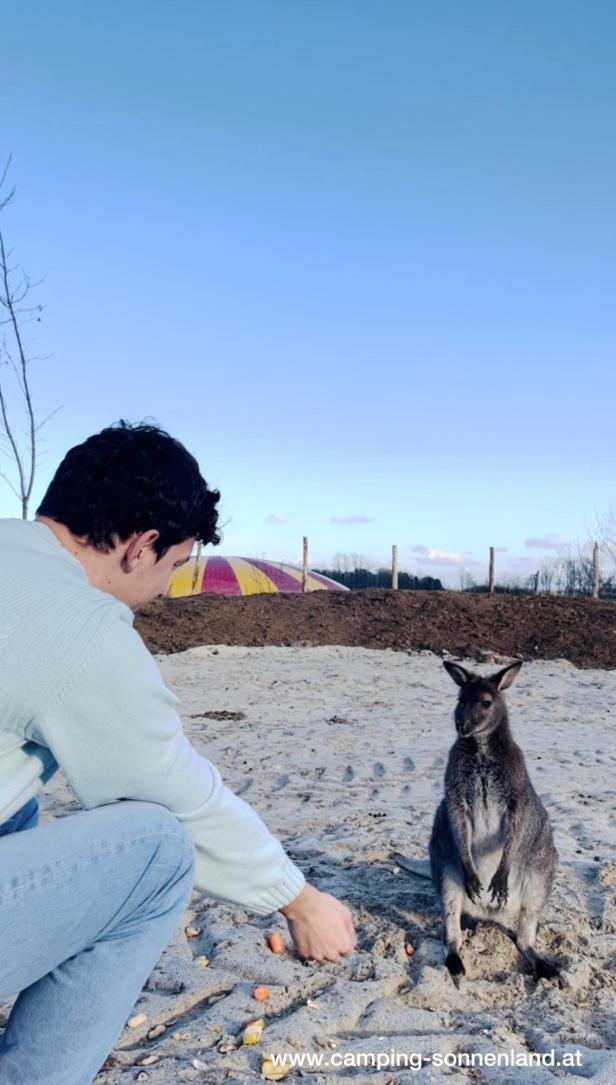 Ein Mann füttert ein Känguru im Streichelzoo des Camping Sonnenland Lutzmannsburg.
