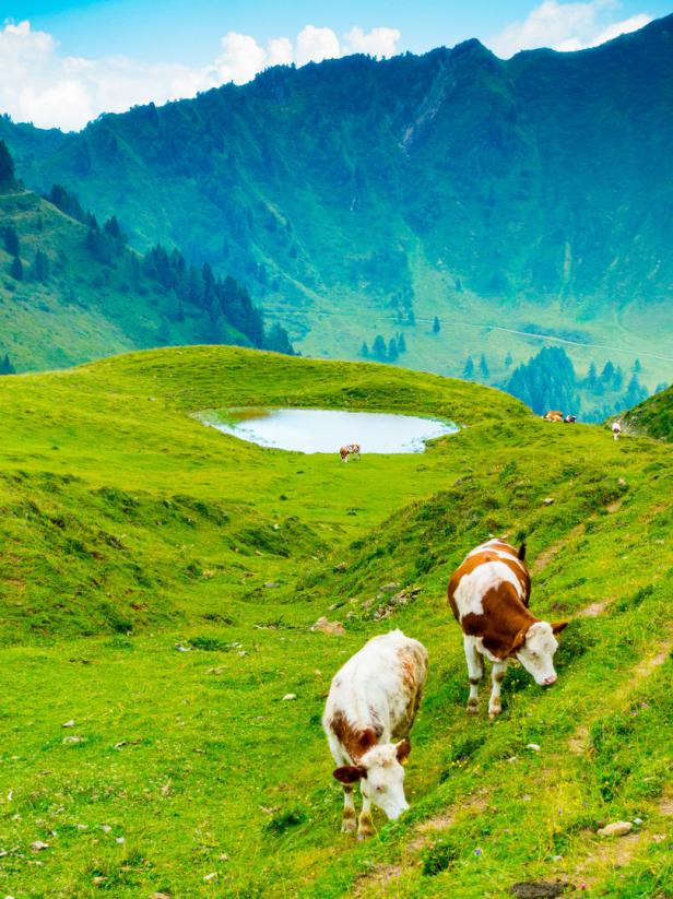 Kühe grasen auf einer grünen Wiese in den Bergen.