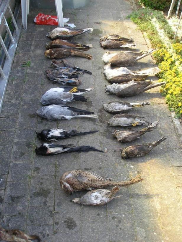 Getötete Greifvögel: Prozess im Burgenland vertagt
