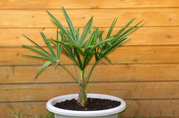 Eine kleine Palme in einem weißen Topf vor einem Holzzaun.