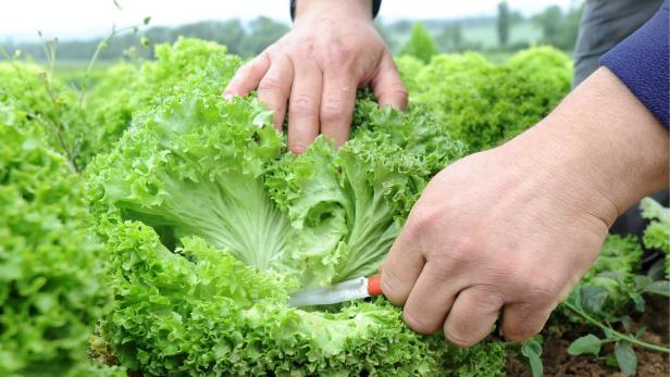 Gemüse-Ernte fiel um satte 16 Prozent höher aus