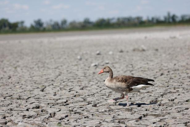Eine Graugans läuft im fast ausgetrockneten Zicksee in der Nähe von Sankt Andrä in Österreich.