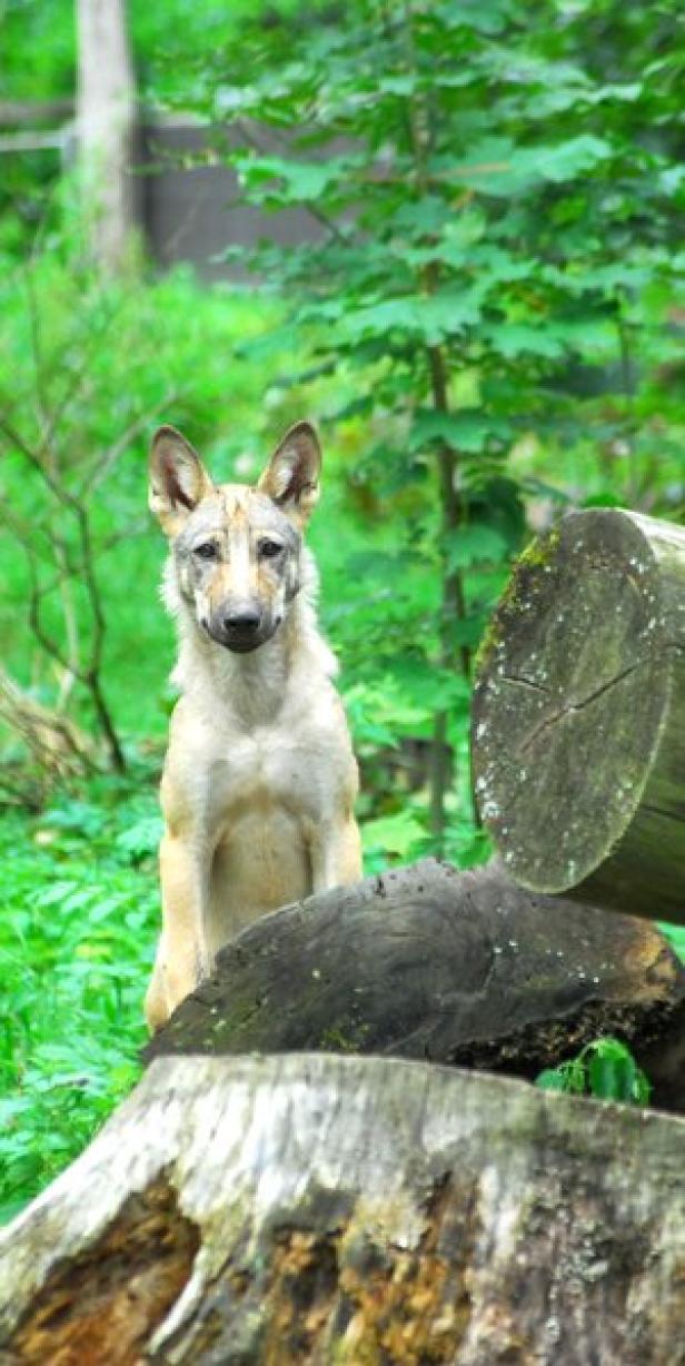 "Der böse Wolf ist ein Märchen"