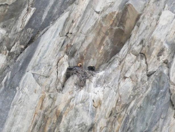 Erstmals vier Bartgeierbruten im Nationalpark Hohe Tauern