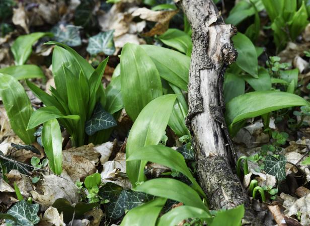 Bärlauch wächst neben einem kleinen, entrindeten Ast im Wald.