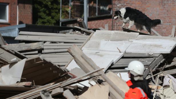 Ein Border Collie steht auf einem Trümmerhaufen vor einem Gebäude.