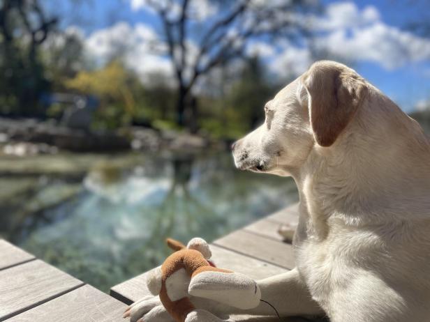 Ein Labrador liegt mit einem Stofftier auf einer Holzterrasse am Wasser.
